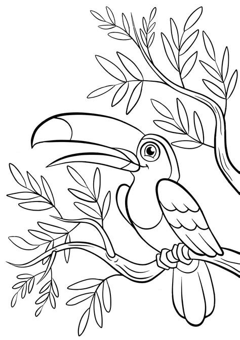 Toucan Coloring Page Printable